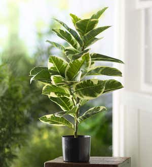 Faux Real Rubber Tree Artificial Potted Plant