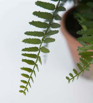 Faux Real Fern Artificial Potted Plant