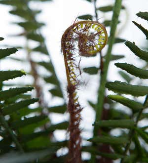 Faux Real Fern Artificial Potted Plant