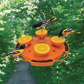 Ultimate Oriole Fruit, Jelly and Nectar Bird Feeder