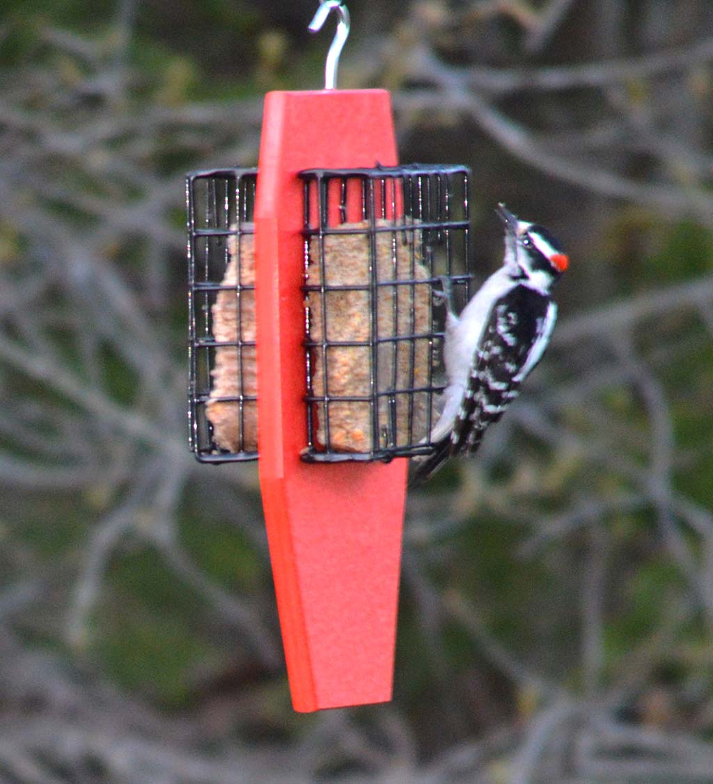 Hanging Dual Suet Feeder