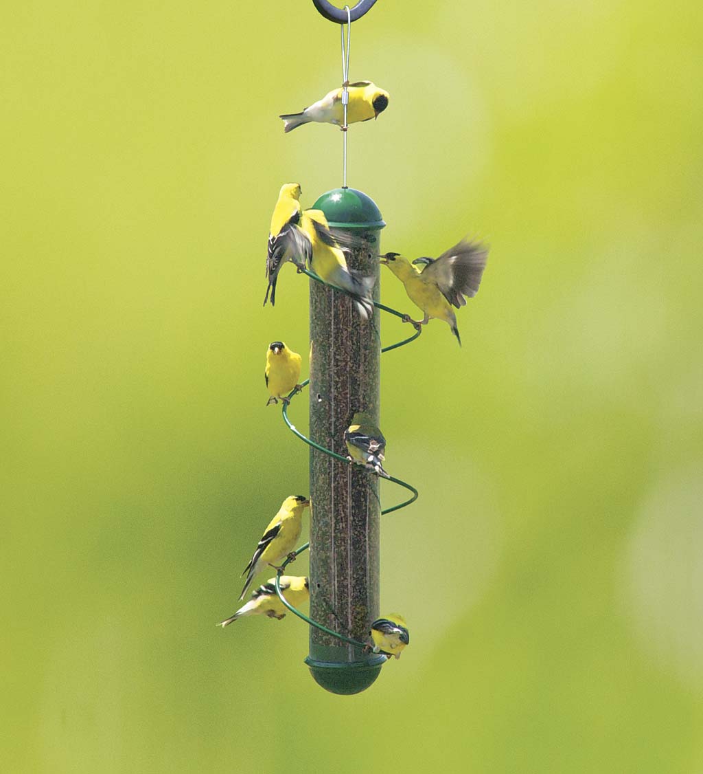 Green Spiral-Perch Finch Bird Feeder