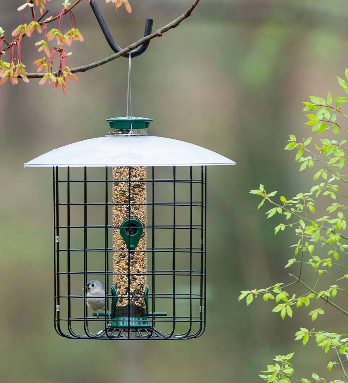 Domed Squirrel-Proof Cage Bird Feeder