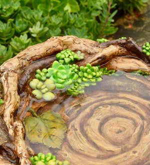 Succulent Bird Nest Tree Stump Birdbath