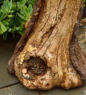 Succulent Bird Nest Tree Stump Birdbath