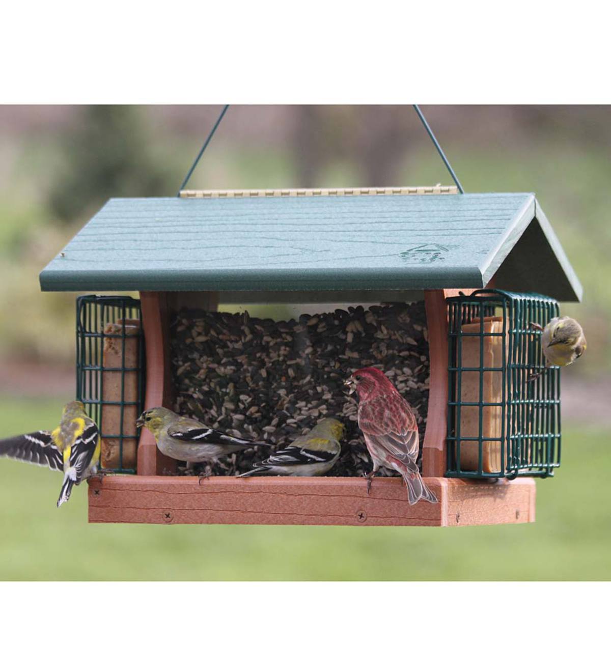 Large Going Green Bird Feeder with Suet Cages
