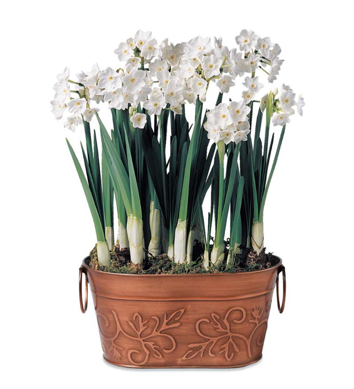 Paperwhite Bulb Garden With 7 Bulbs In Metal Container