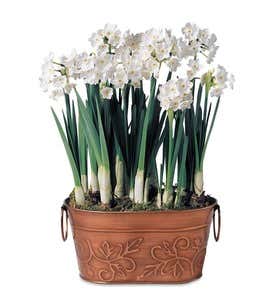 Paperwhite Bulb Garden With 7 Bulbs In Metal Container