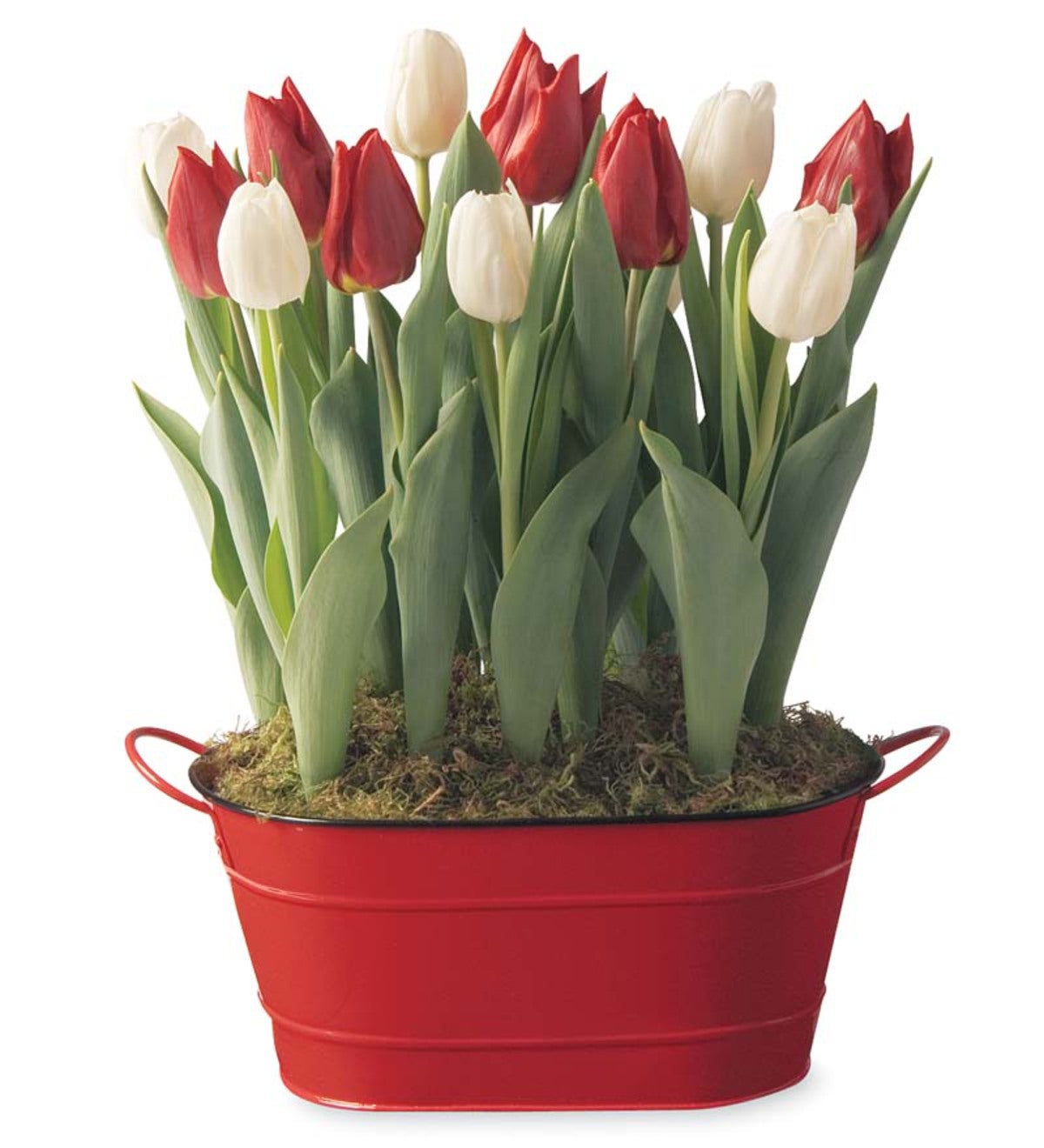Red and White Tulip Bulb Garden - Available To Ship Beginning November 21st