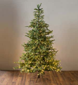 7'6" Grandis Fir Christmas Tree with 550 Lights