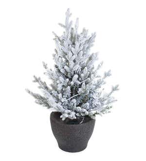 Indoor/Outdoor Flocked Roanoke Spruce Potted Tree with Warm White LEDs