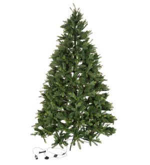 7' Keswick Pine Christmas Tree with 900 Warm White LEDs