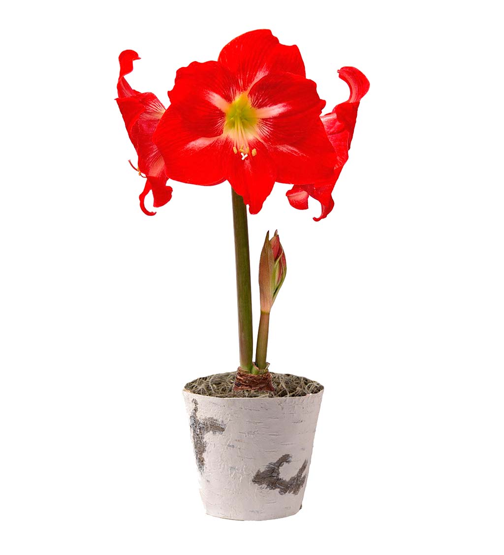 Solitaire Amaryllis Flower Bulb Holiday Gift Garden