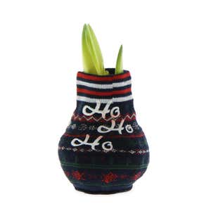 Character Sweater Self-Contained Amaryllis Flower Bulbs, Set of 6