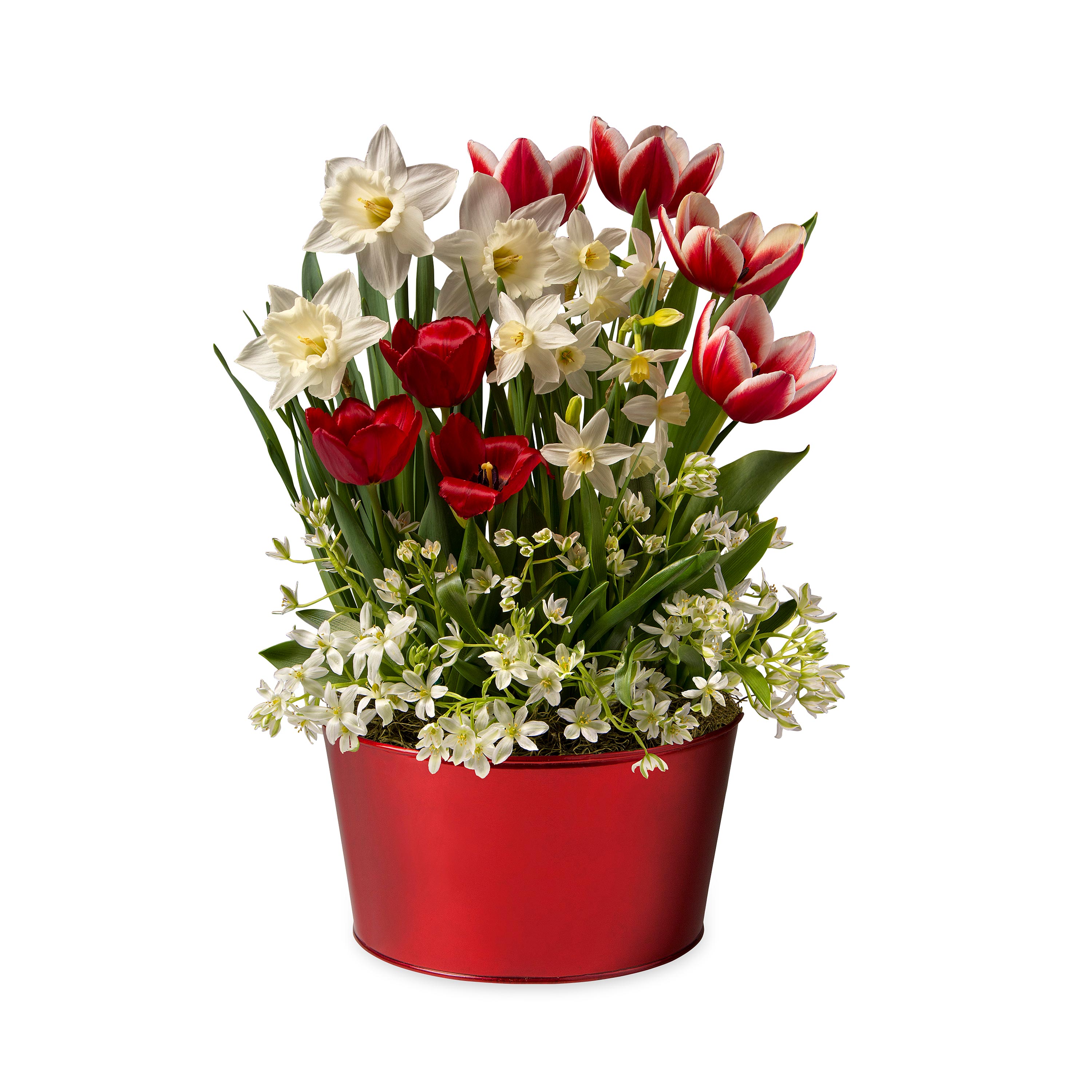 Red & White Dutch Flower Bulb Holiday Gift Garden