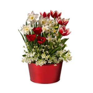 Red & White Dutch Flower Bulb Holiday Gift Garden