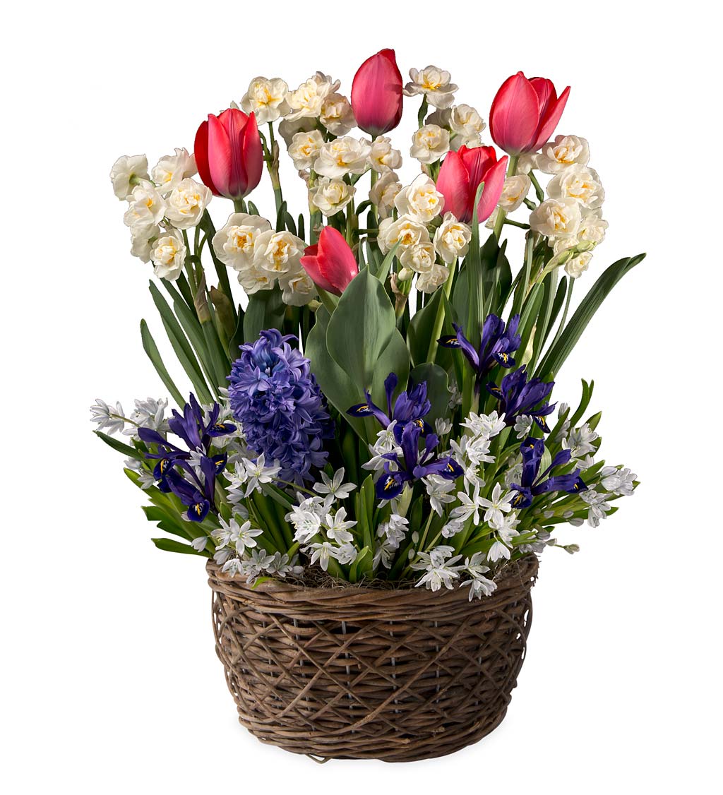 Tulip, Narcissus, Hyacinth, Iris and Scilla Flower Bulb Gift Garden