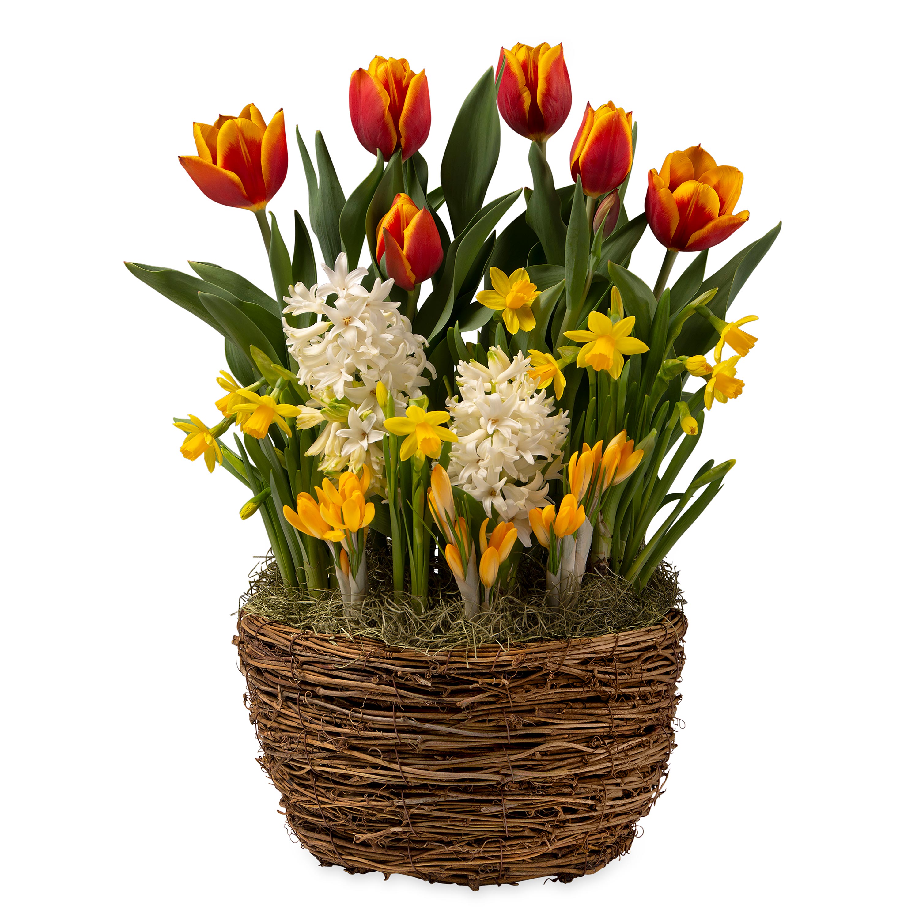 Tulips, Hyacinths, Narcissus and Crocus Flower Bulb Gift Garden