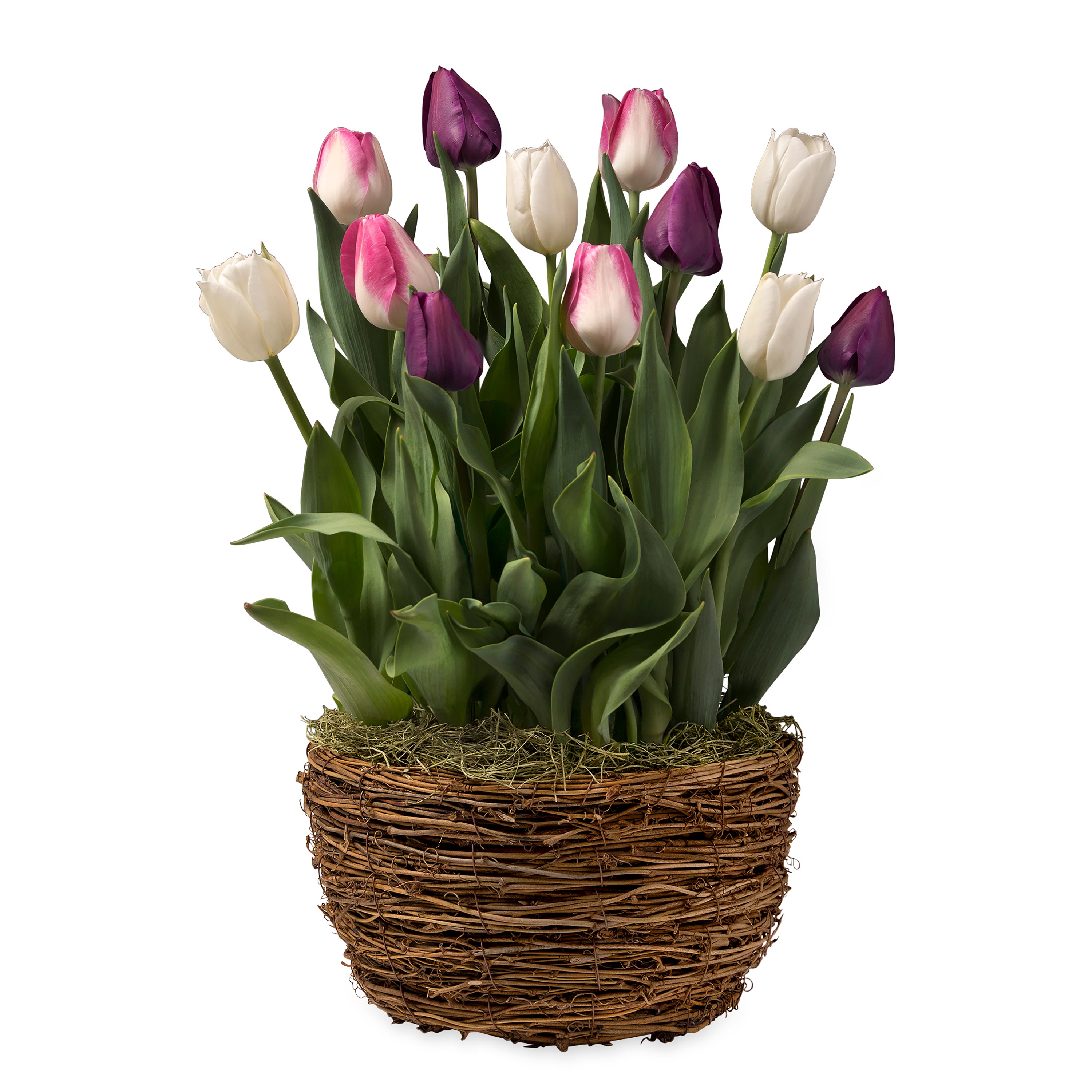 Twelve Tulips Flower Bulb Gift Garden
