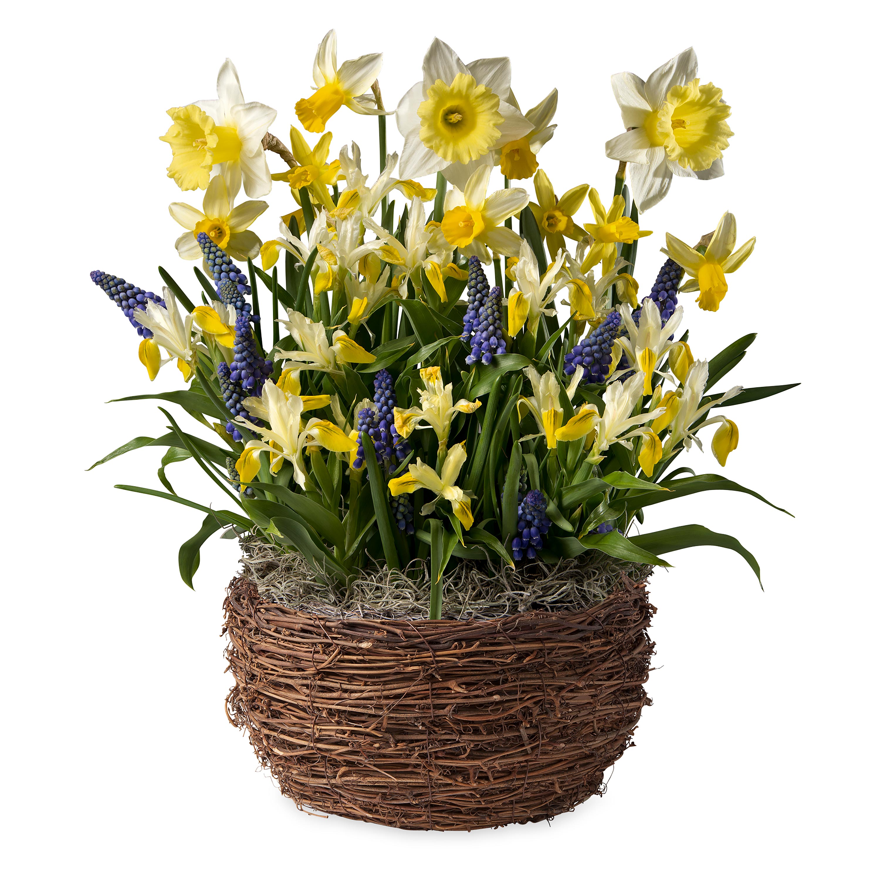 Narcissus, Tulips and Grape Hyacinths Flower Bulb Gift Garden