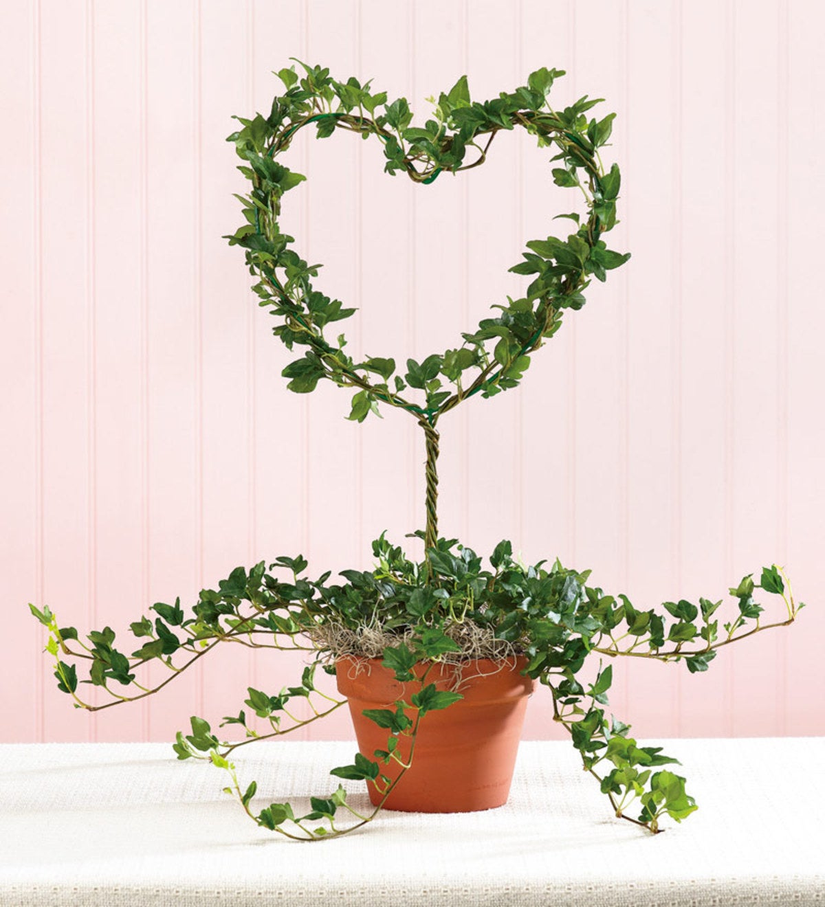 Heart-Shaped Ivy Topiary