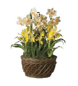 Hyacinth, Tulip And Narcissus Flower Bulb Garden - Ships March-May 2014