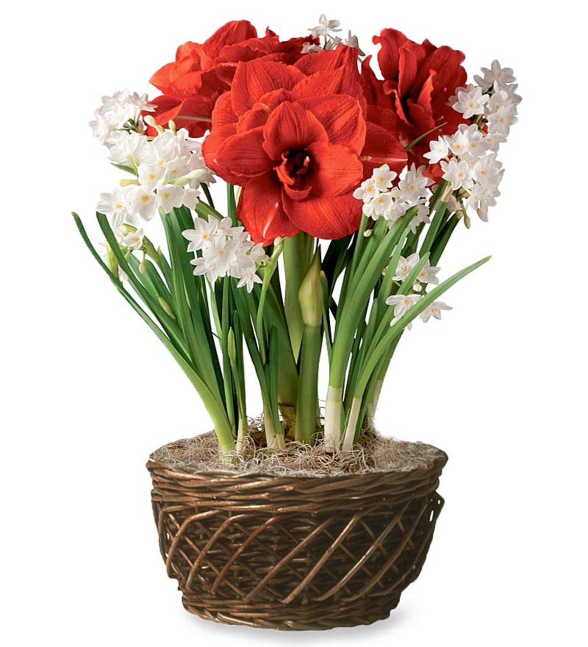 Bulb Garden With Amaryllis and Narcissus