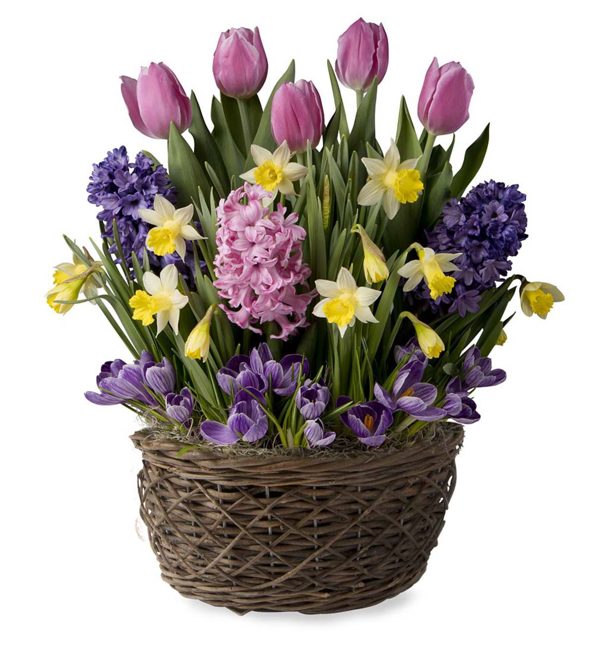 Tulips, Hyacinths, Crocus, Narcissus Flower Bulb Gift Garden - Ships February-June