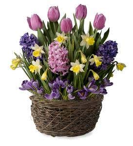 Tulips, Hyacinths, Crocus, Narcissus Flower Bulb Gift Garden - Ships February-June