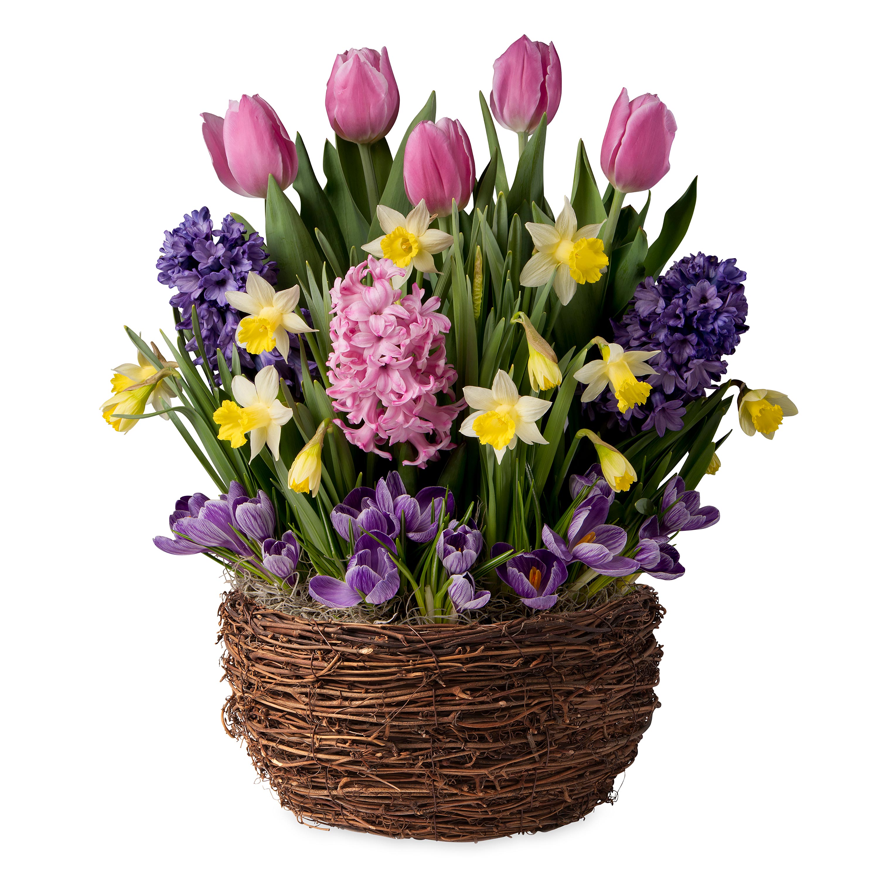 Pastel Spring Mixed Flower Bulb Garden with Narcissus, Tulips, Crocus and Hyacinths