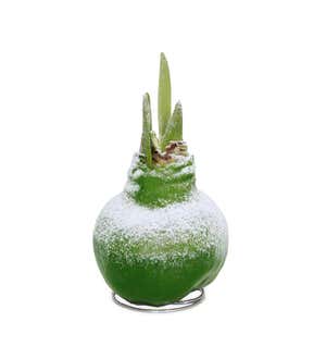 Snowy Self-Contained Amaryllis Flower Bulbs, Set of 6
