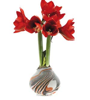 Jumbo Marbled Self-Contained Amaryllis Flower Bulbs, Set of 4