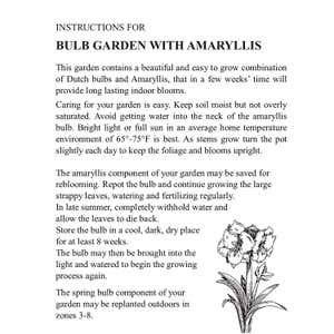 Dutch Flower Bulb Holiday Gift Garden with Minerva Amaryllis