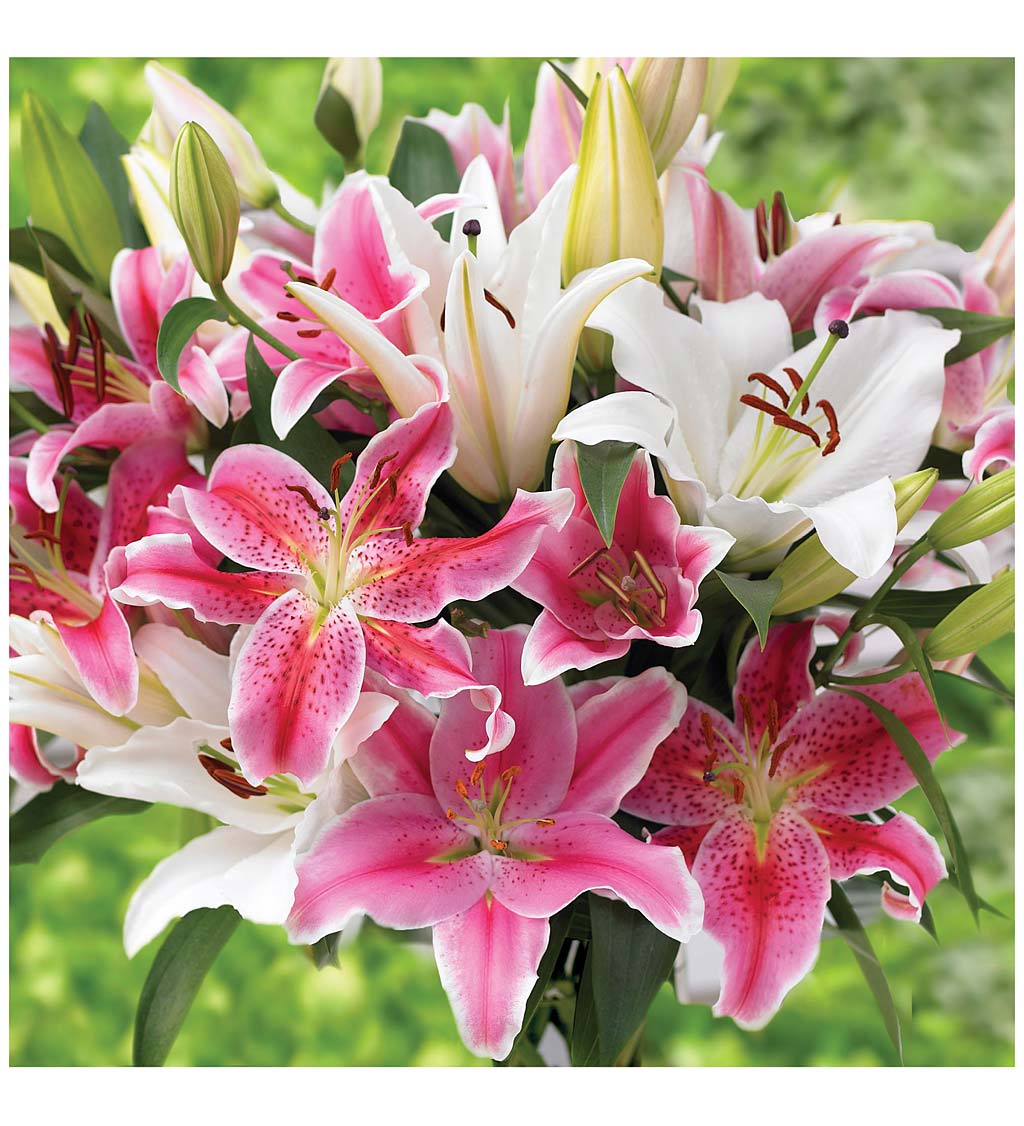Big Blooms Lily 30-Bulb Collection in Pinks and Whites