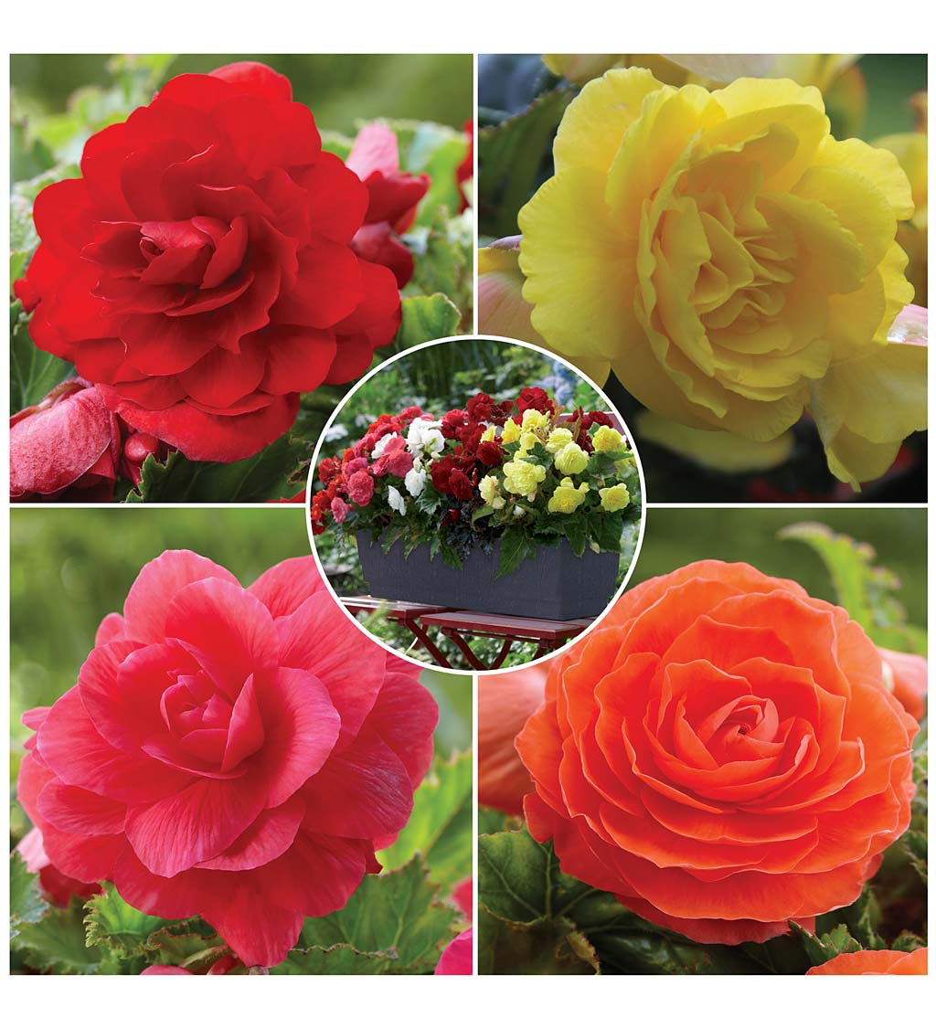 12-Bulb Begonia Collection with Red, Orange, Pink and Yellow Flowers