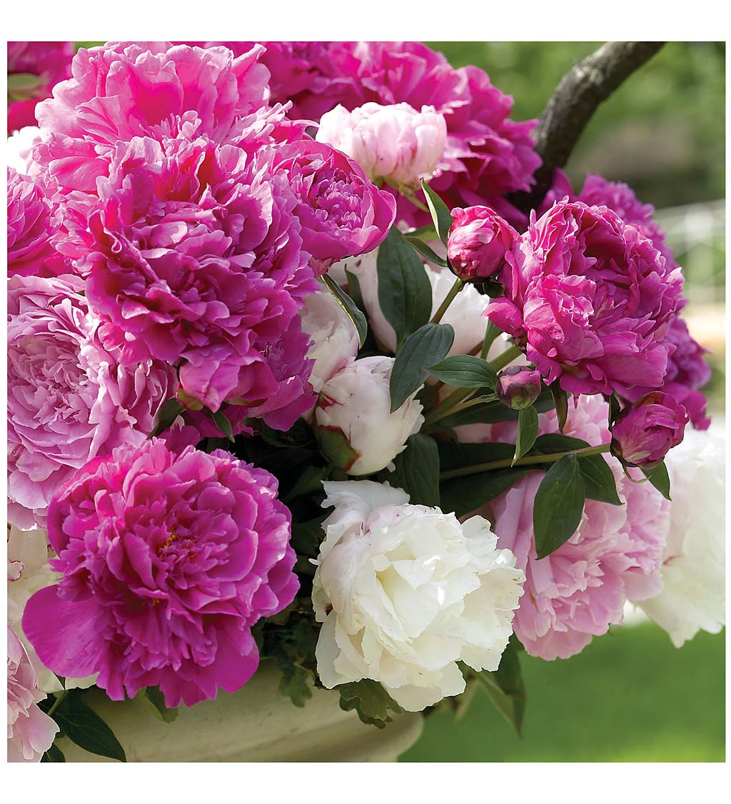 Assorted Double Peony Collection, 8-Count Bare Root
