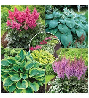 Hosta and Astilbe Shade-Loving Garden Collection With 14 Plants