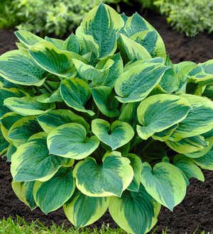 Hosta and Astilbe Shade-Loving Garden Collection With 14 Plants