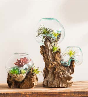 Hand Crafted Double Glass Planter on Driftwood