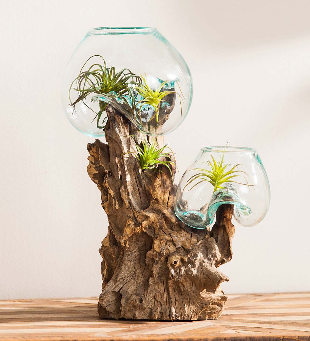 Hand Crafted Double Glass Planter on Driftwood
