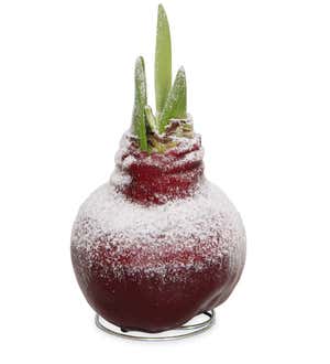 Waxz Bulb Self-Contained Amaryllis Flower Gift