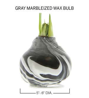 Jumbo Marble Waxed Self-Contained Amaryllis Flower Bulb Gift