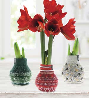 Waxed Self-Contained Amaryllis Flower Bulb Gift with Nordic Sweater