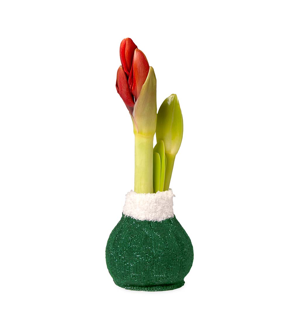 Cozy Wooly Sweater Self-Contained Amaryllis Flower Bulb