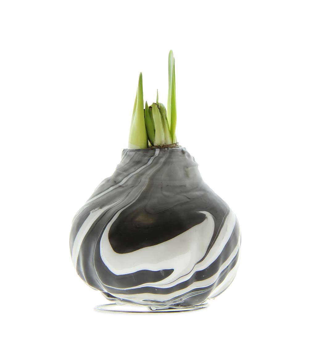 Jumbo Marbled Self-Contained Amaryllis Flower Bulbs, Set of 4