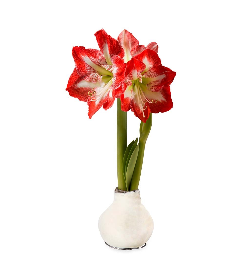 Velvet Self-Contained Amaryllis Flower Bulb