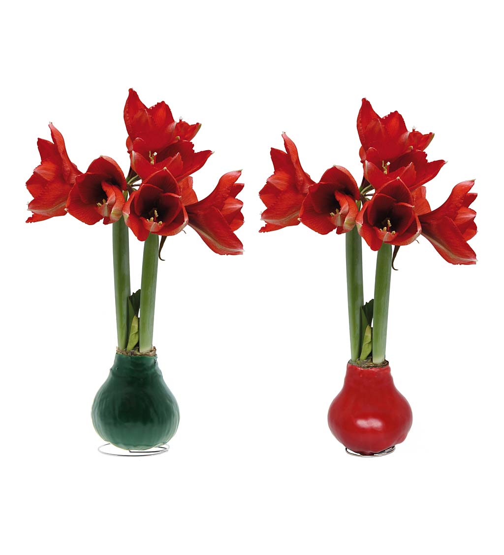 Waxed Self-Contained Amaryllis Bulbs, Set of 6