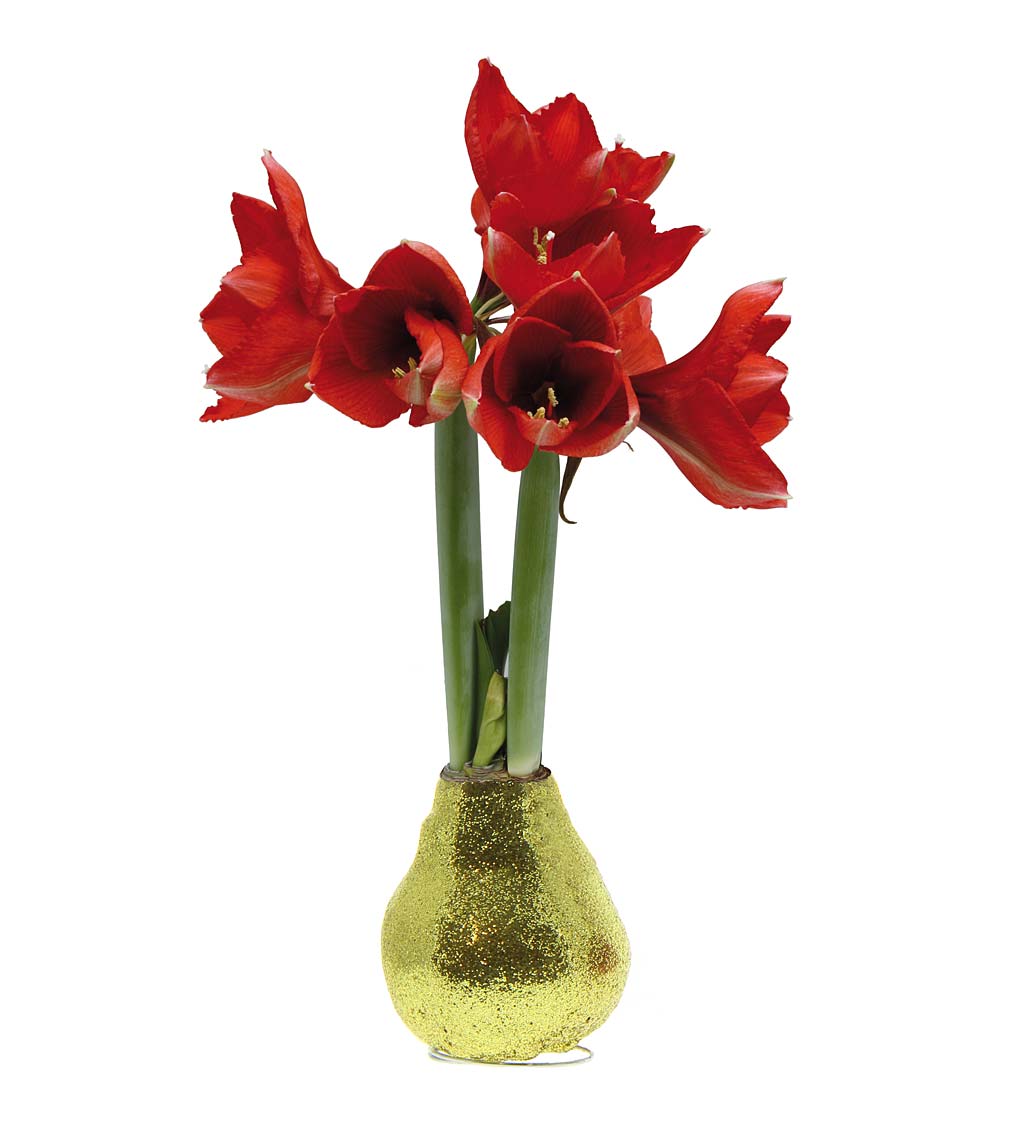 Waxed Self-Contained Amaryllis Flower Bulb Gift