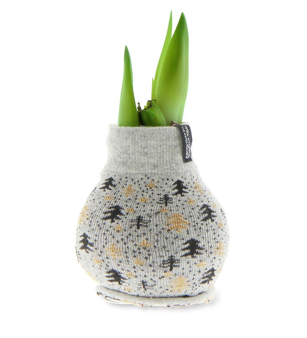 Waxed Self-Contained Amaryllis Flower Bulb Gift with Nordic Sweater swatch image