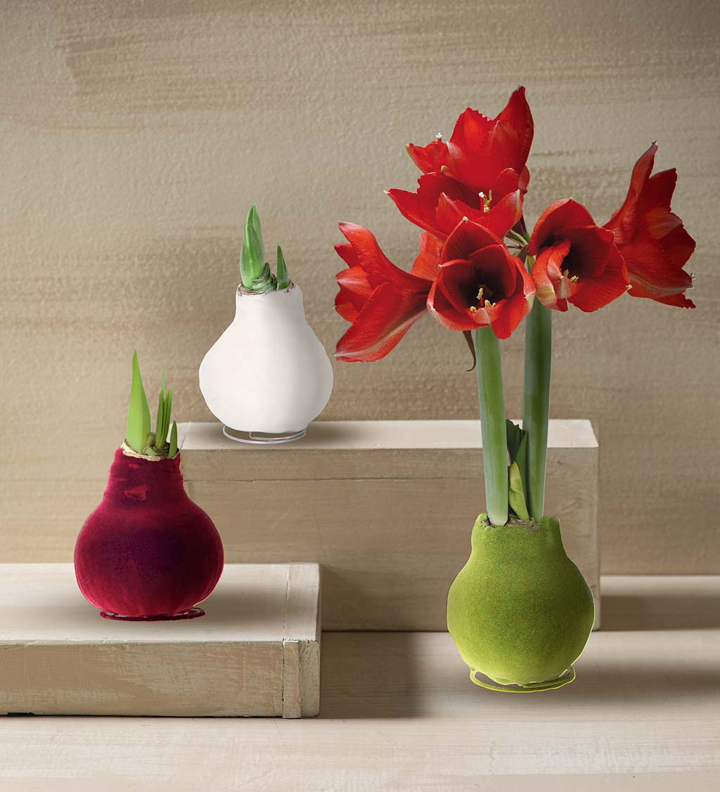 Waxed Self-Contained Amaryllis Flower Bulb Gift with Velvet Finish